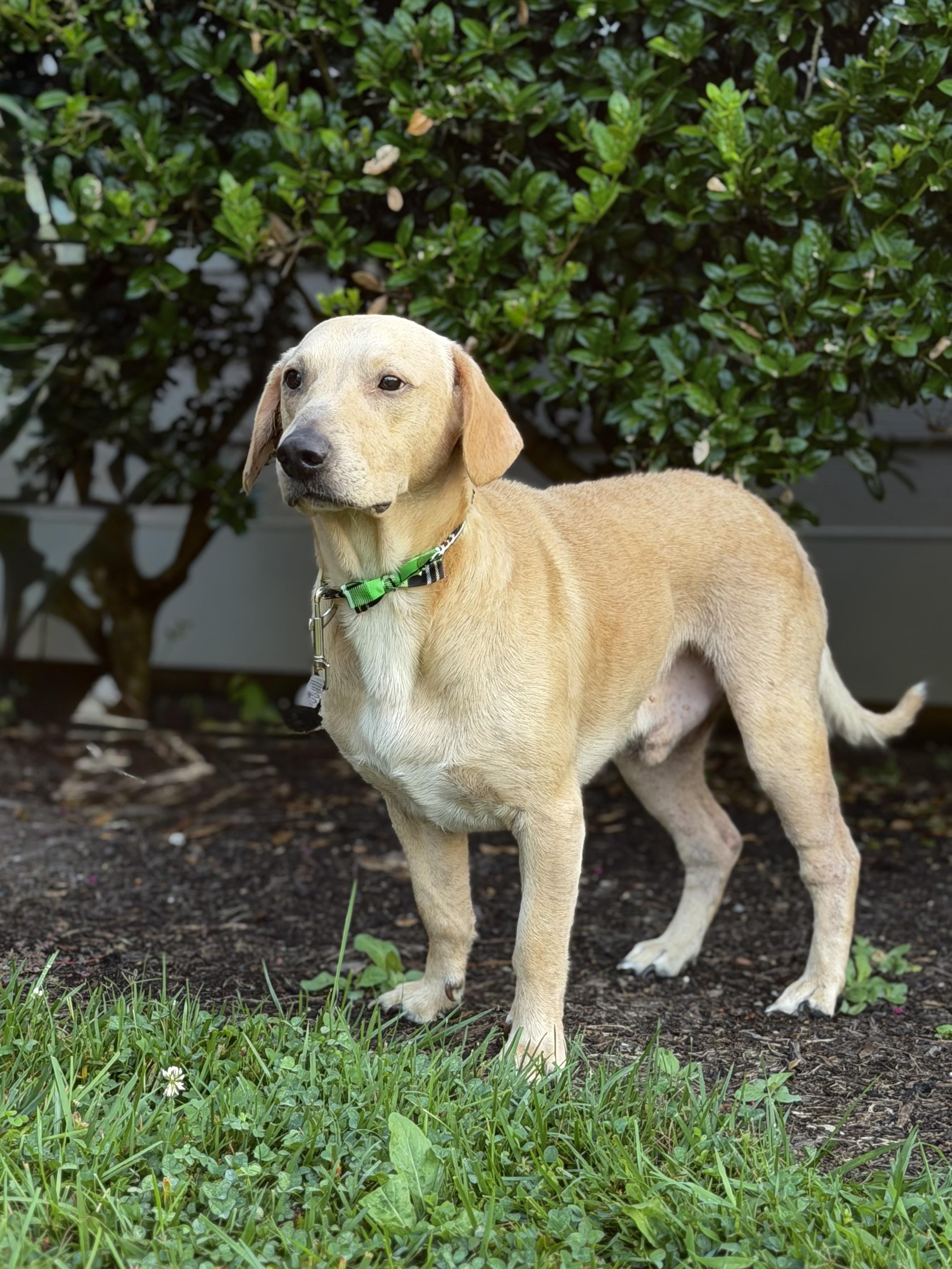 Dee, a ADOPTABLE mixed breed in Maryville, TN image 1/3