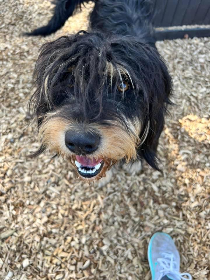 MALLORY, a Adopted Terrier in Lemoore, CA image 1/5
