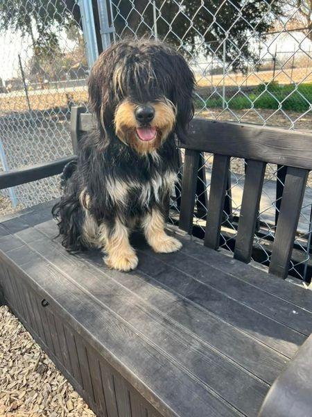 MALLORY, a Adopted Terrier in Lemoore, CA image 2/5