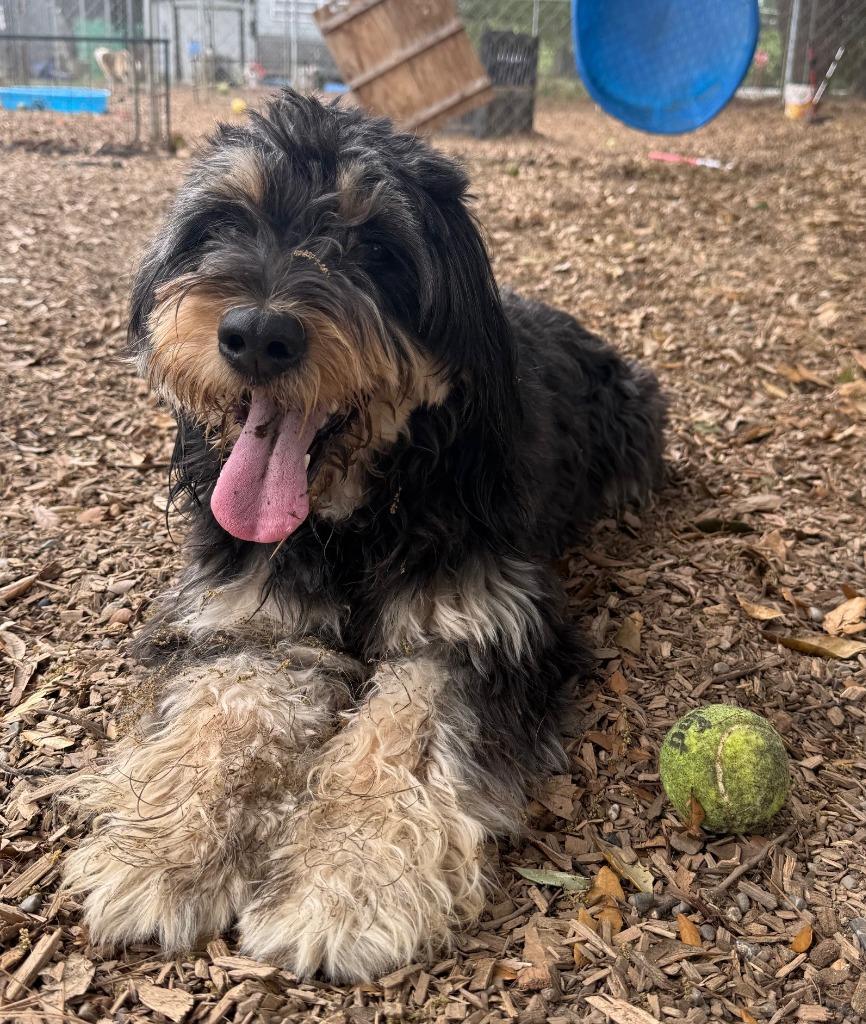 MALLORY, a Adopted Terrier in Lemoore, CA image 3/5