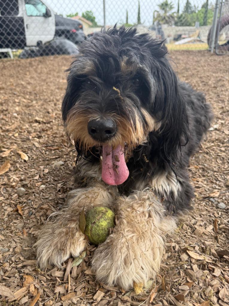 MALLORY, a Adopted Terrier in Lemoore, CA image 4/5