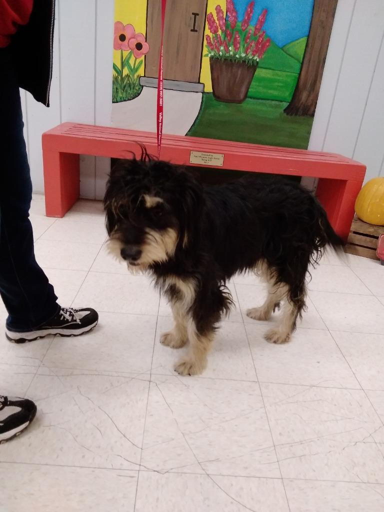 MALLORY, a Adopted Terrier in Lemoore, CA image 5/5