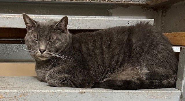 Grayson, a Adoptable mixed breed in Apollo, PA image 2/3