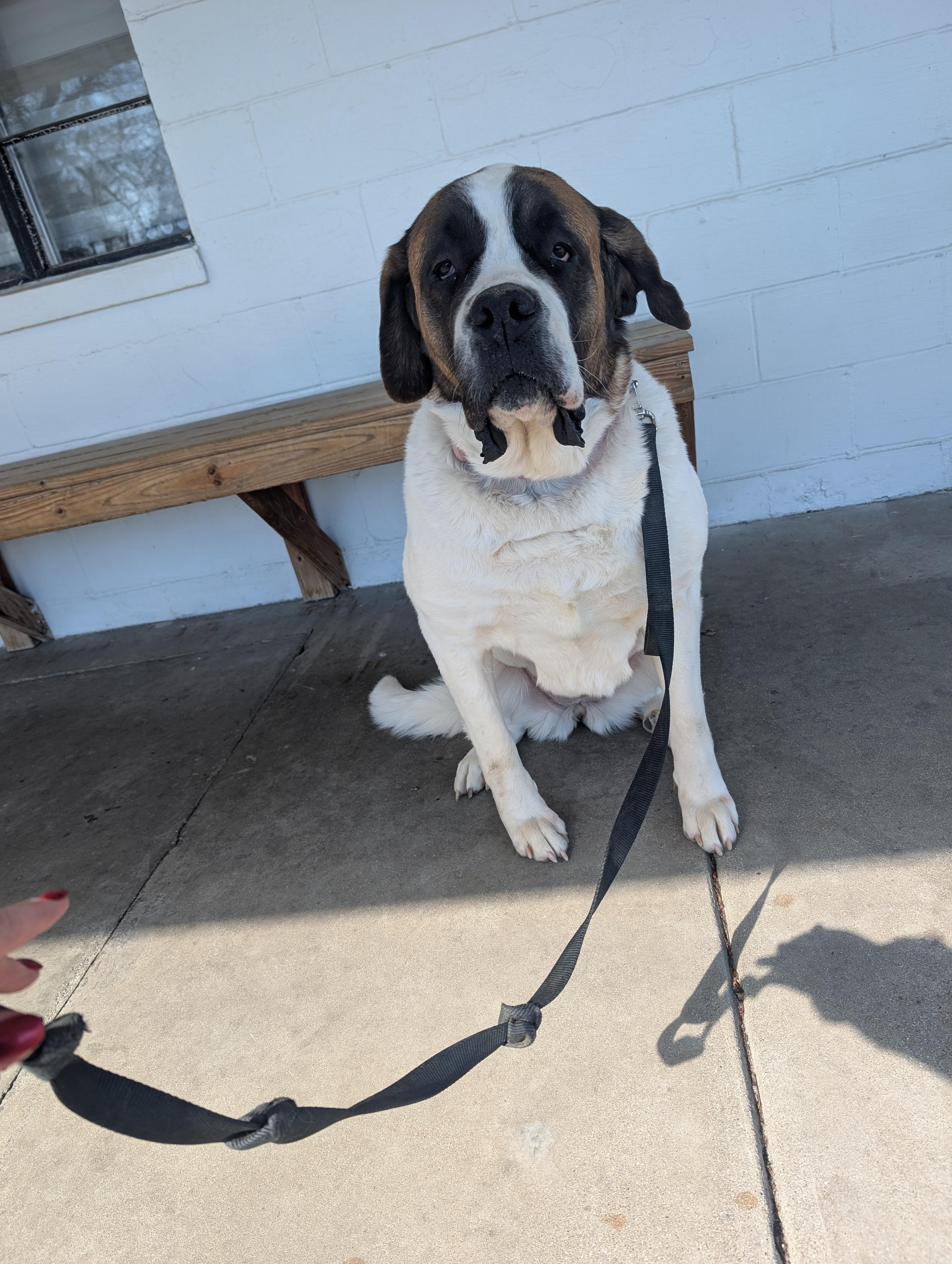 Enlarge Hermoine (Miney), a Adopted Saint Bernard in Evansville, IN image 1/2