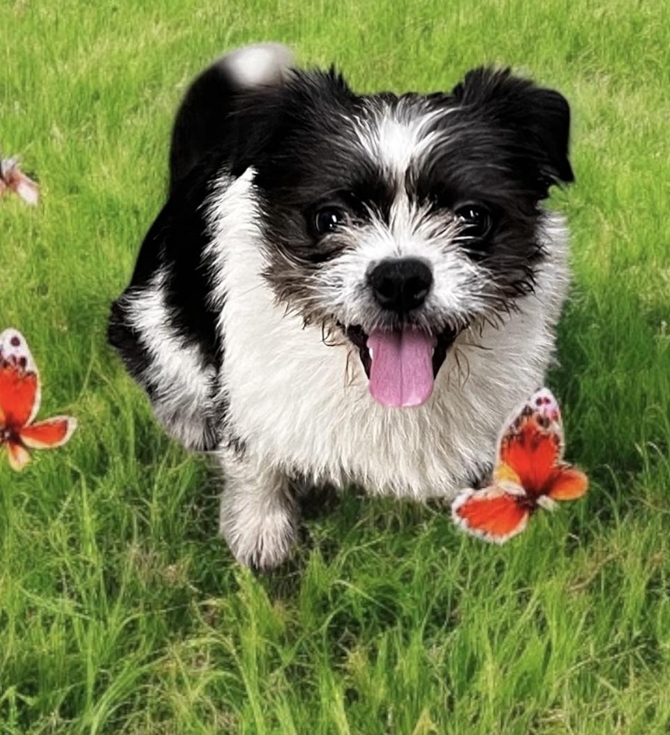 Meet Little Boo a charming 1-year-old pup whos traded the city shelter for a loving rescue This f