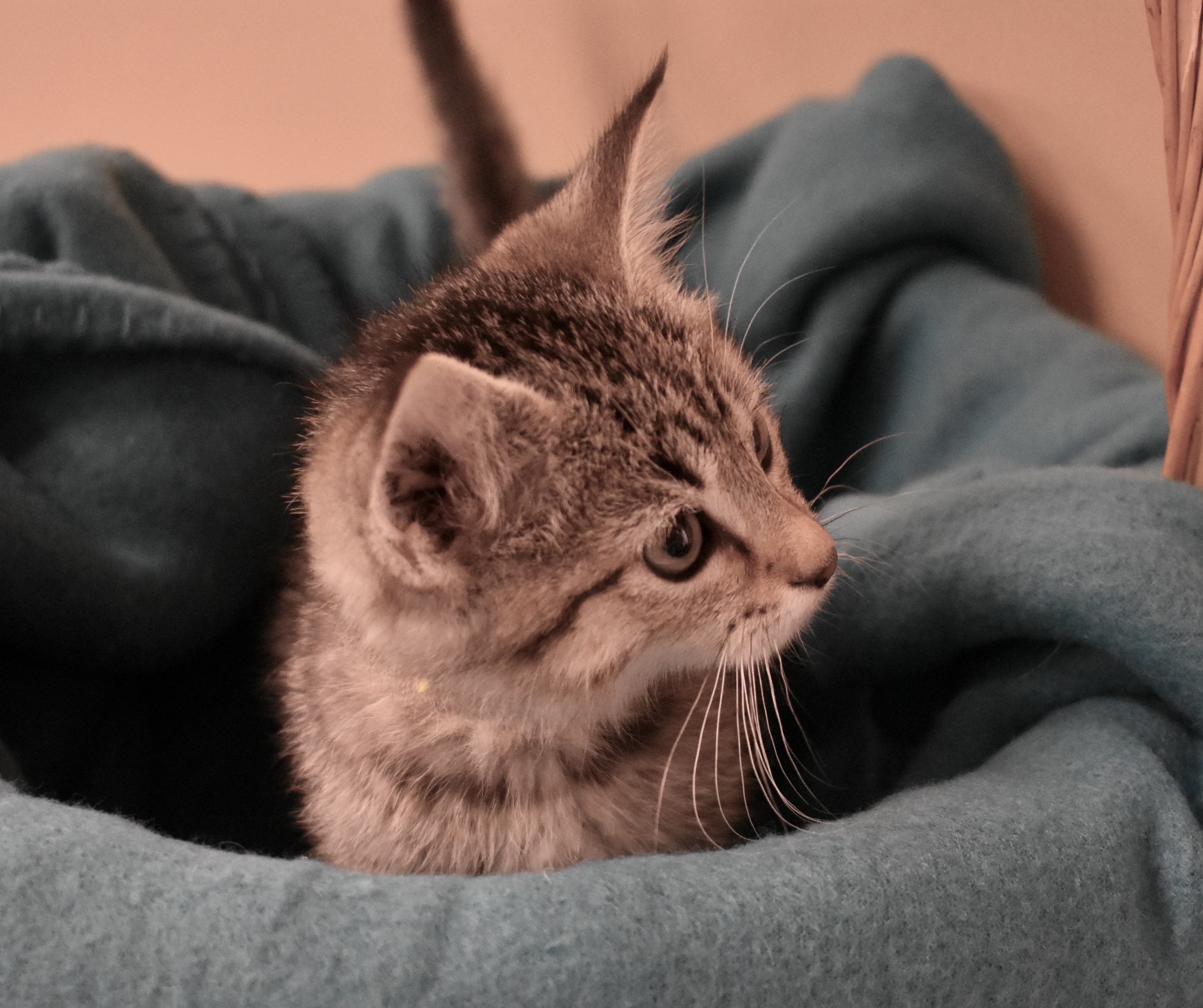 Cat for adoption France, a Domestic Short Hair Mix in Park Rapids, MN