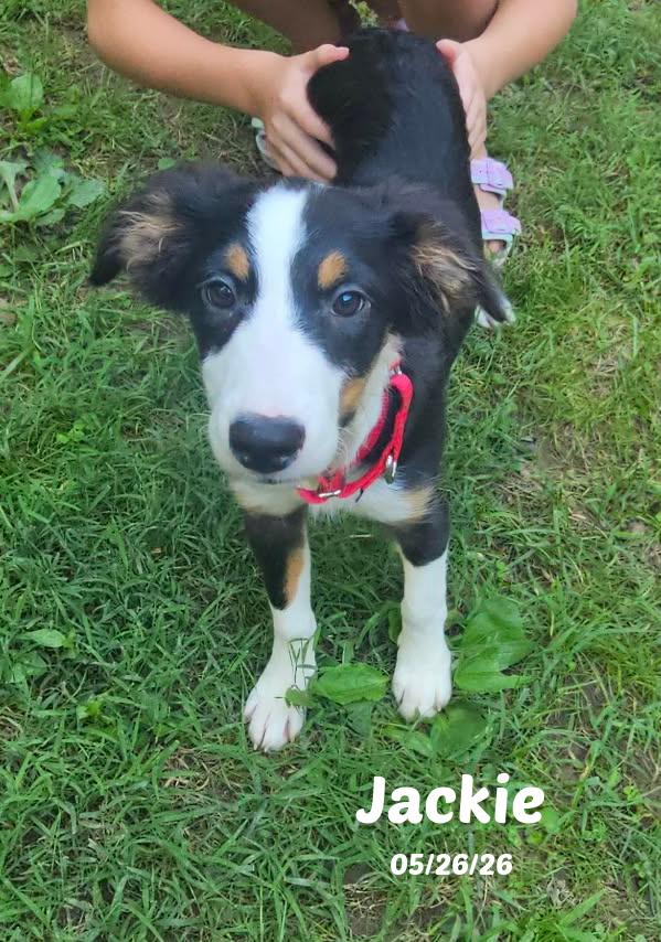 Jackie, Adopted, Puppy Female Border Collie.
