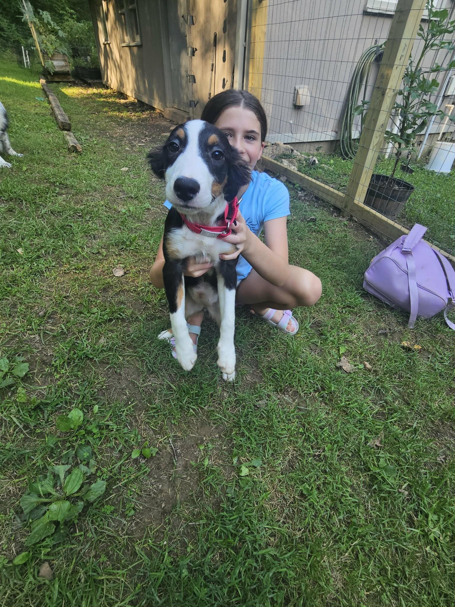 Enlarge Jackie, a Adopted Border Collie in Seymour, IN image 5/5
