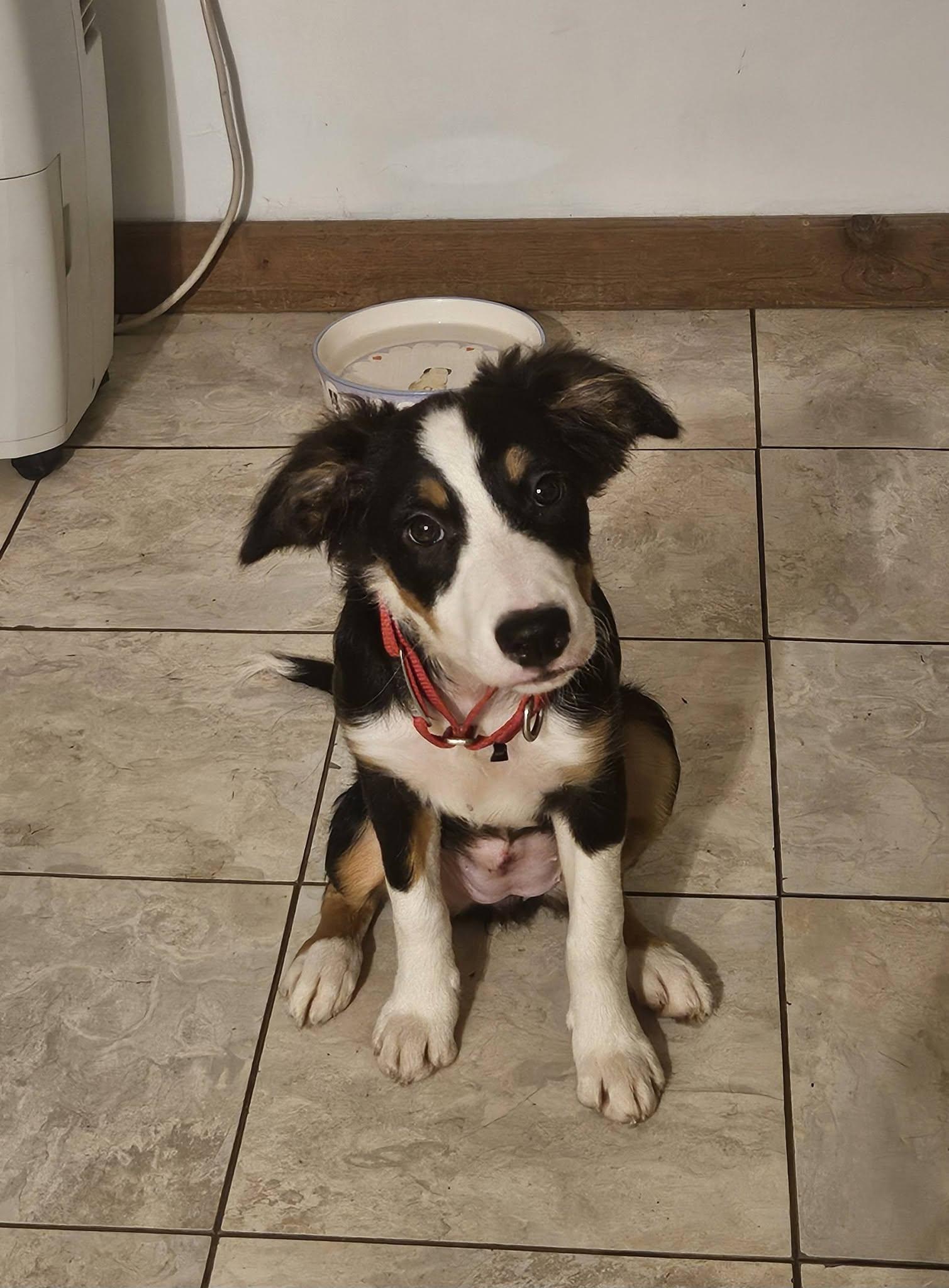 Enlarge Jackie, a Adopted Border Collie in Seymour, IN image 2/5