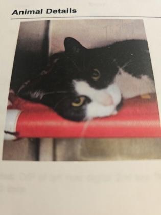 Bass Reeves — thumbnail 2