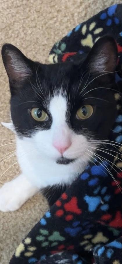 Bass Reeves — thumbnail 3