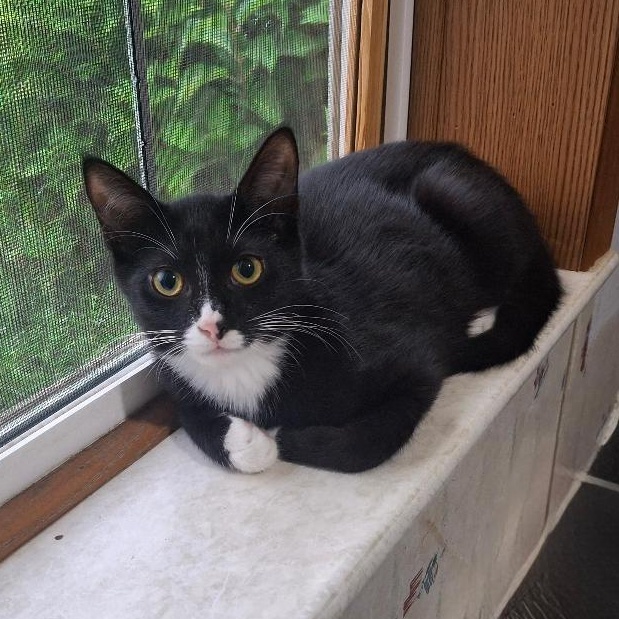 Figaro, Adoptable, Kitten Male Domestic Short Hair.