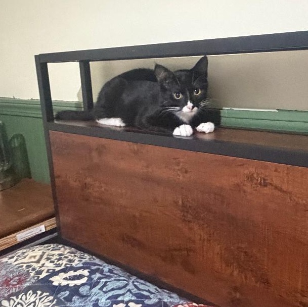 Enlarge Figaro, a Adoptable mixed breed in Homer, MI image 2/5
