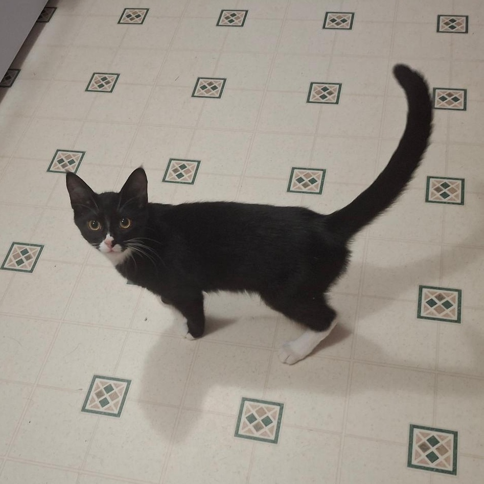 Enlarge Figaro, a Adoptable mixed breed in Homer, MI image 5/5