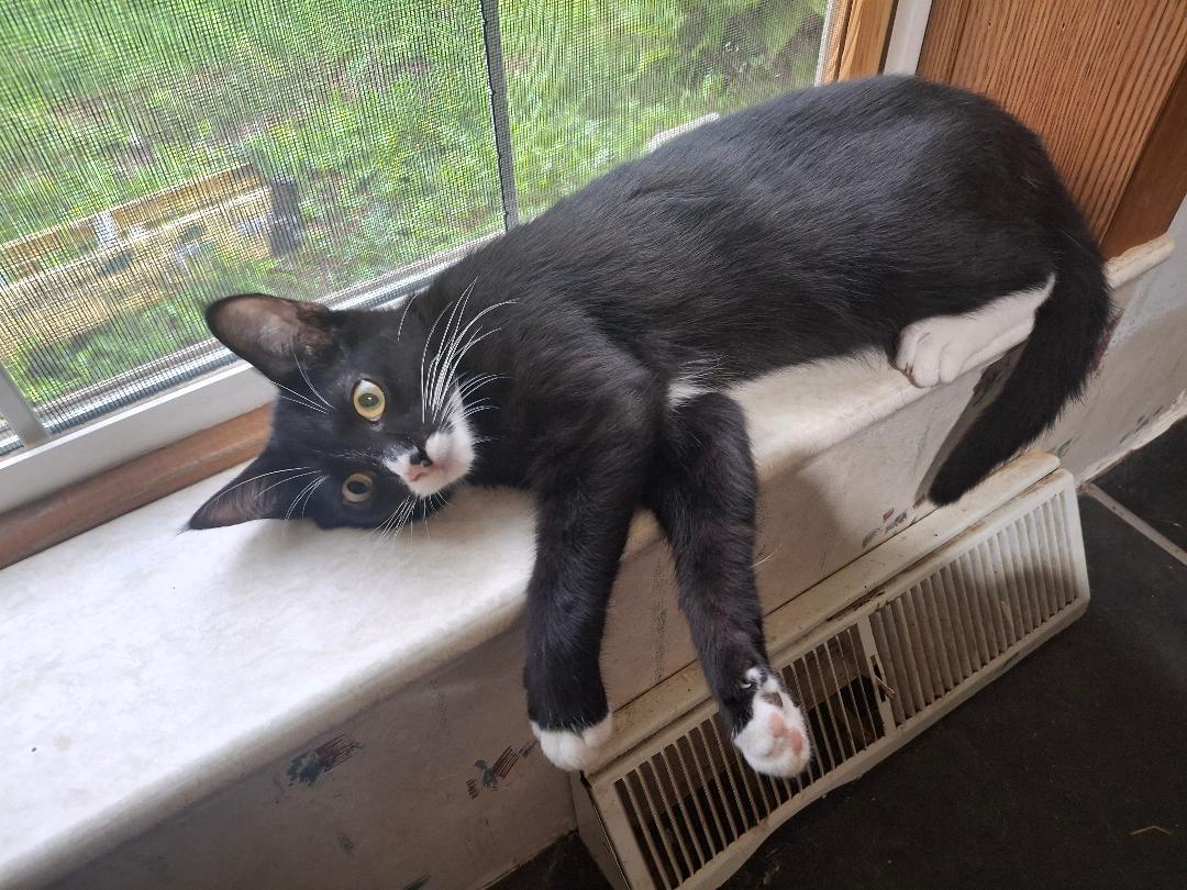 Enlarge Figaro, a Adoptable mixed breed in Homer, MI image 3/5