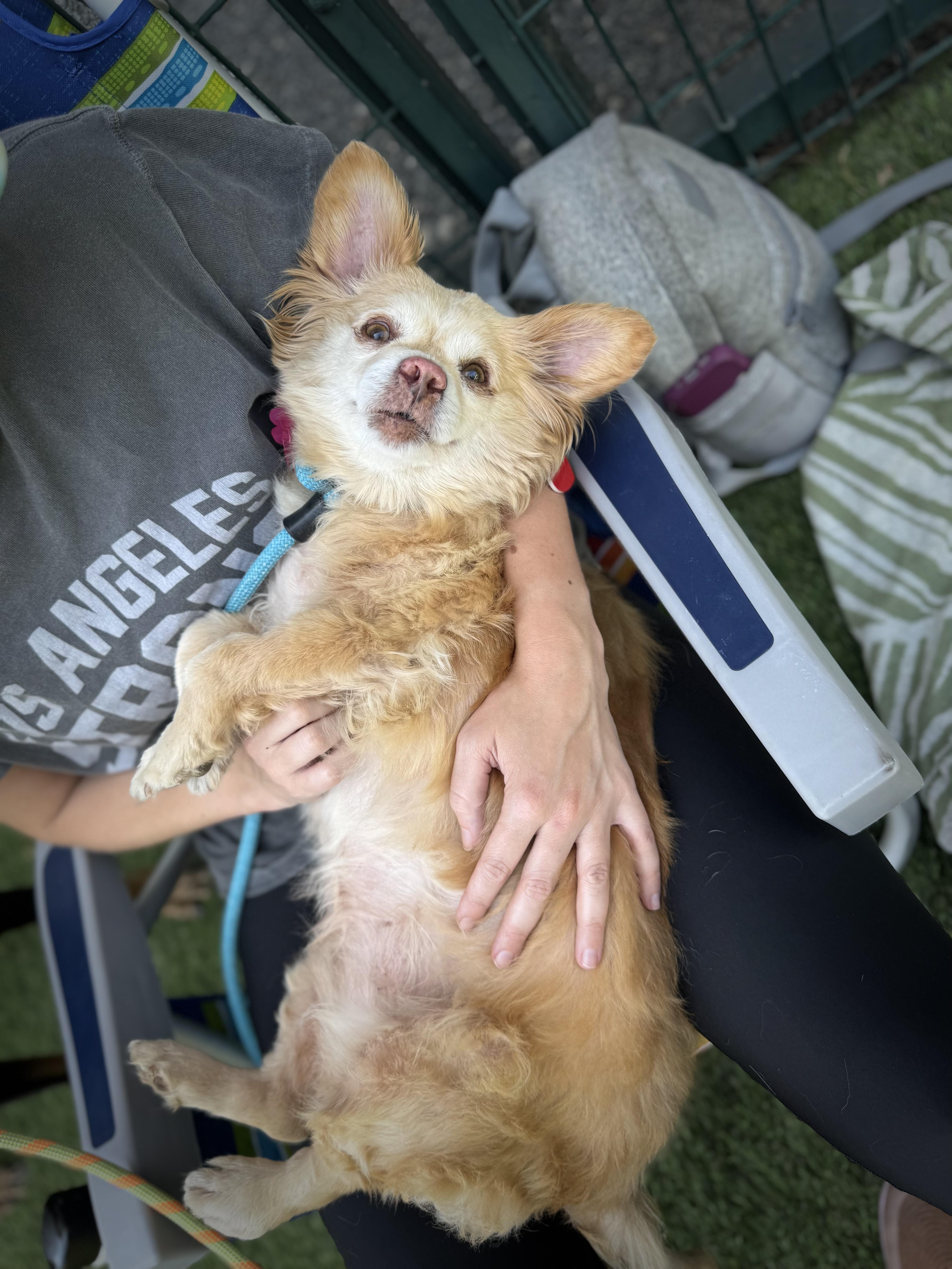 Schleppy is on a diet