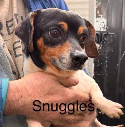 Snuggle- Foster Care