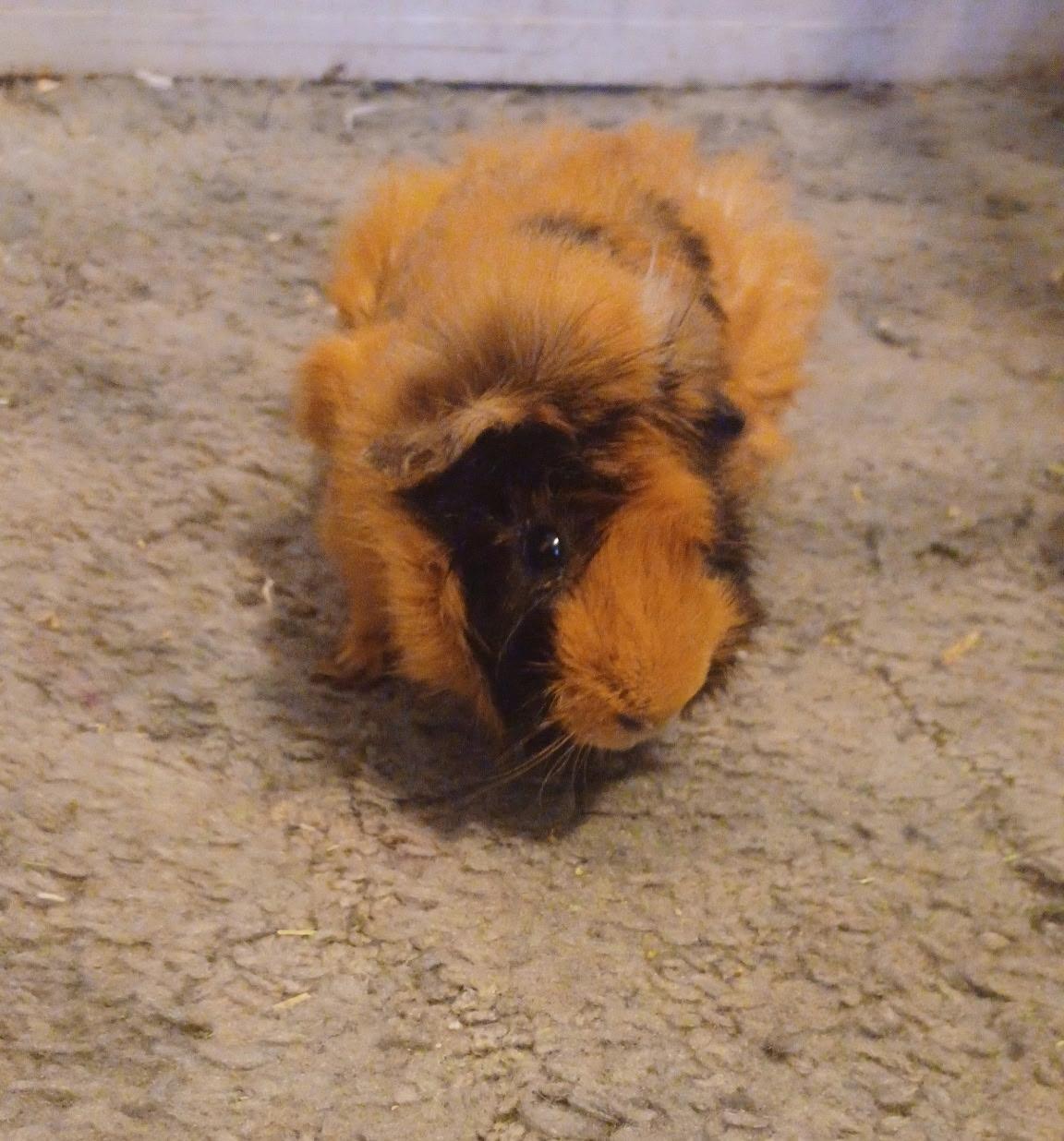 Enlarge Pascal, a Adoptable Guinea Pig in Pocatello, ID image 1/3