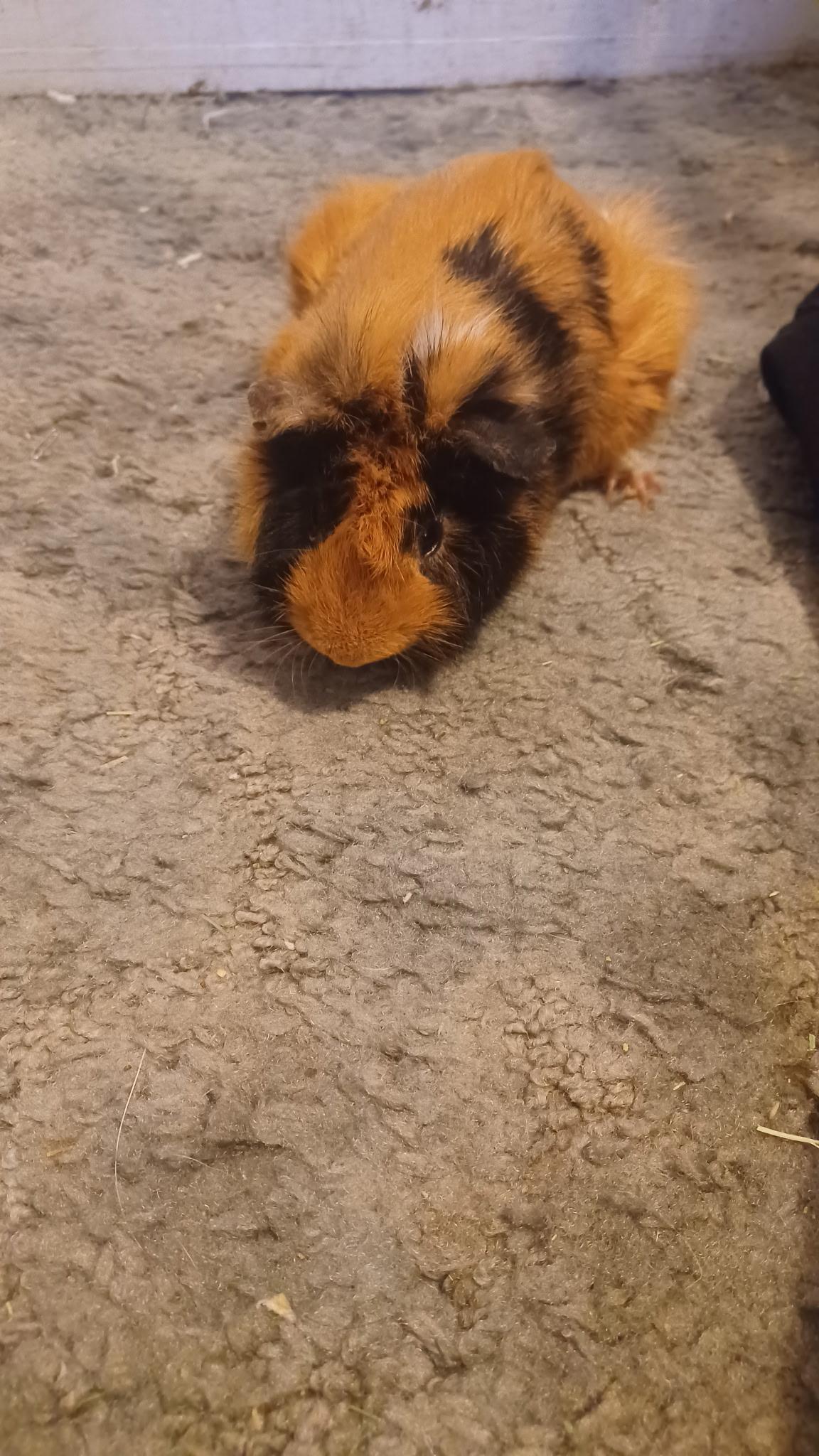 Enlarge Pascal, a Adoptable Guinea Pig in Pocatello, ID image 3/3