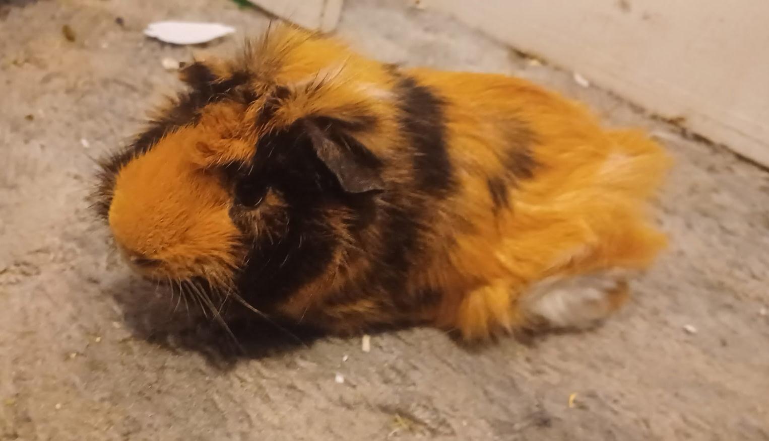 Enlarge Pascal, a Adoptable Guinea Pig in Pocatello, ID image 2/3