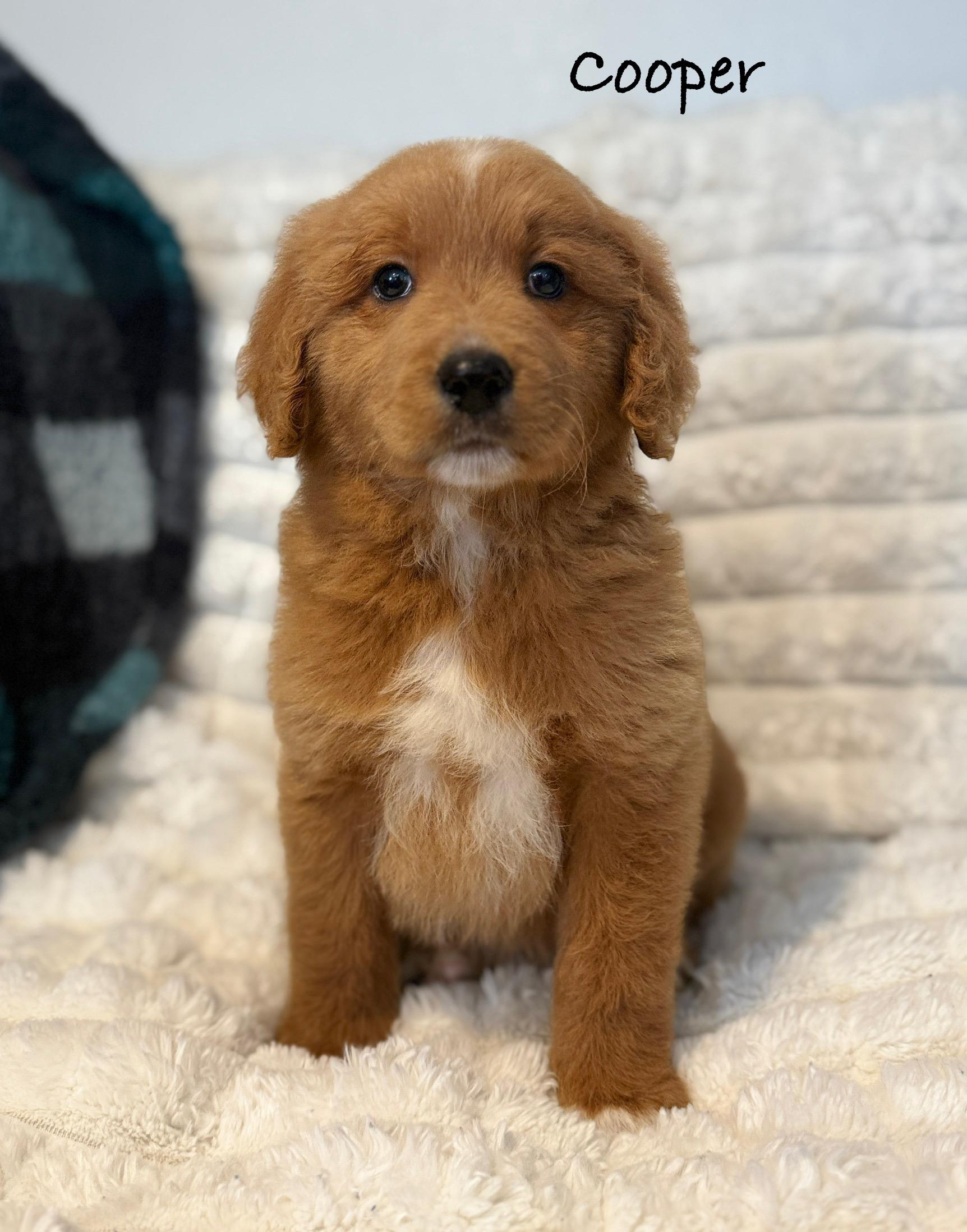 Enlarge Cooper, a Adoptable mixed breed in Hustisford , WI image 2/3