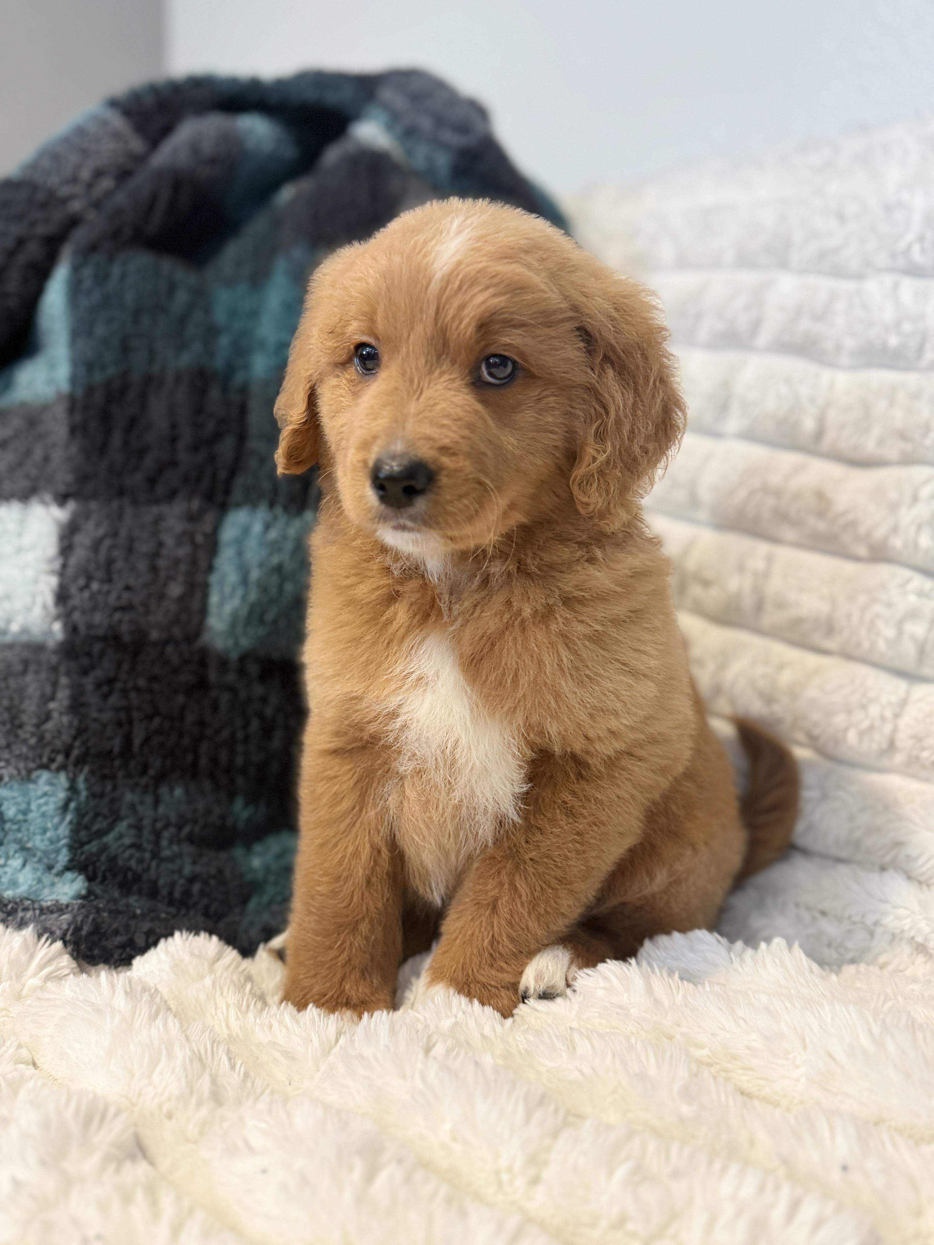 Enlarge Cooper, a Adoptable mixed breed in Hustisford , WI image 3/3