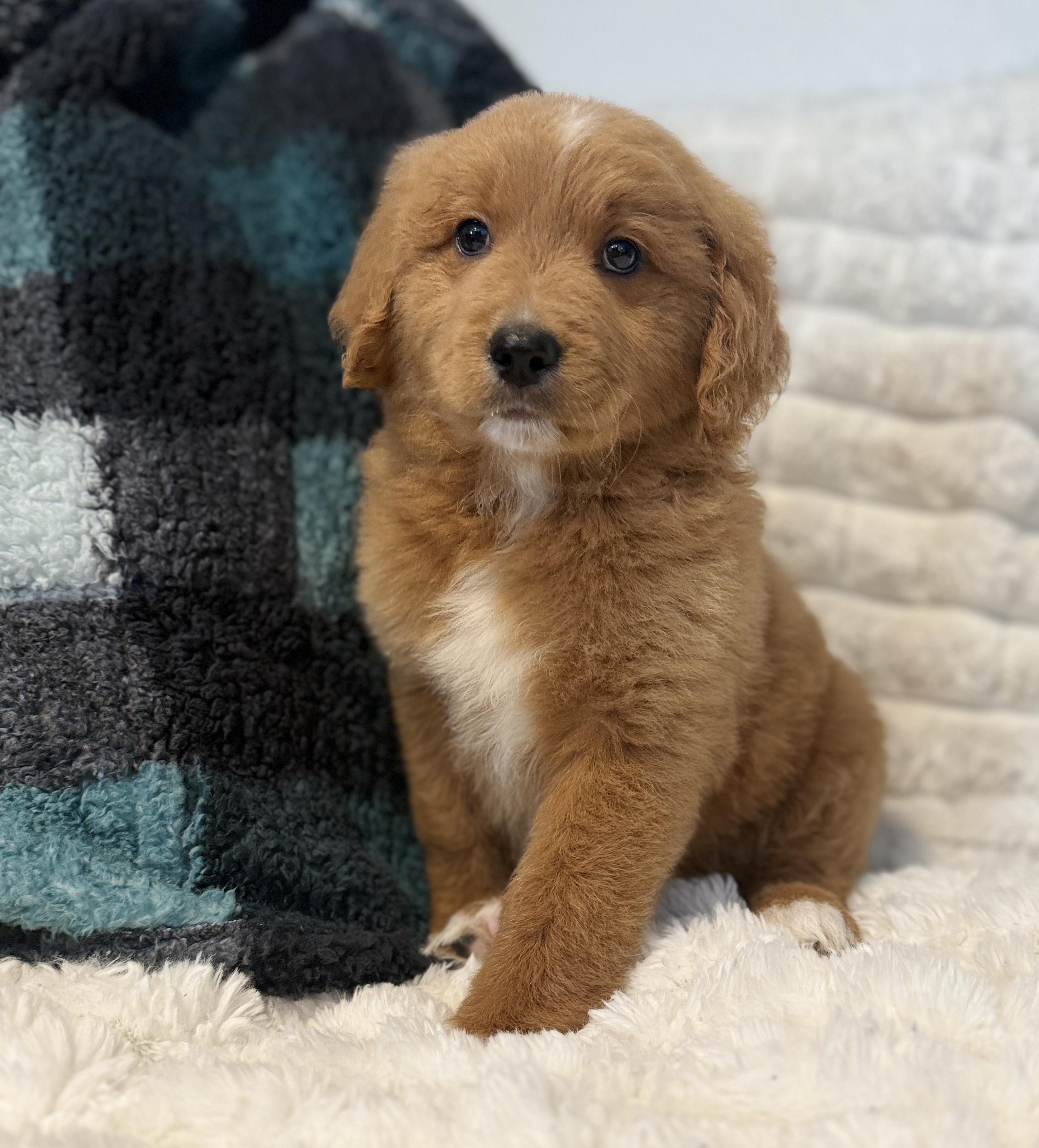 Enlarge Cooper, a Adoptable mixed breed in Hustisford , WI image 1/3