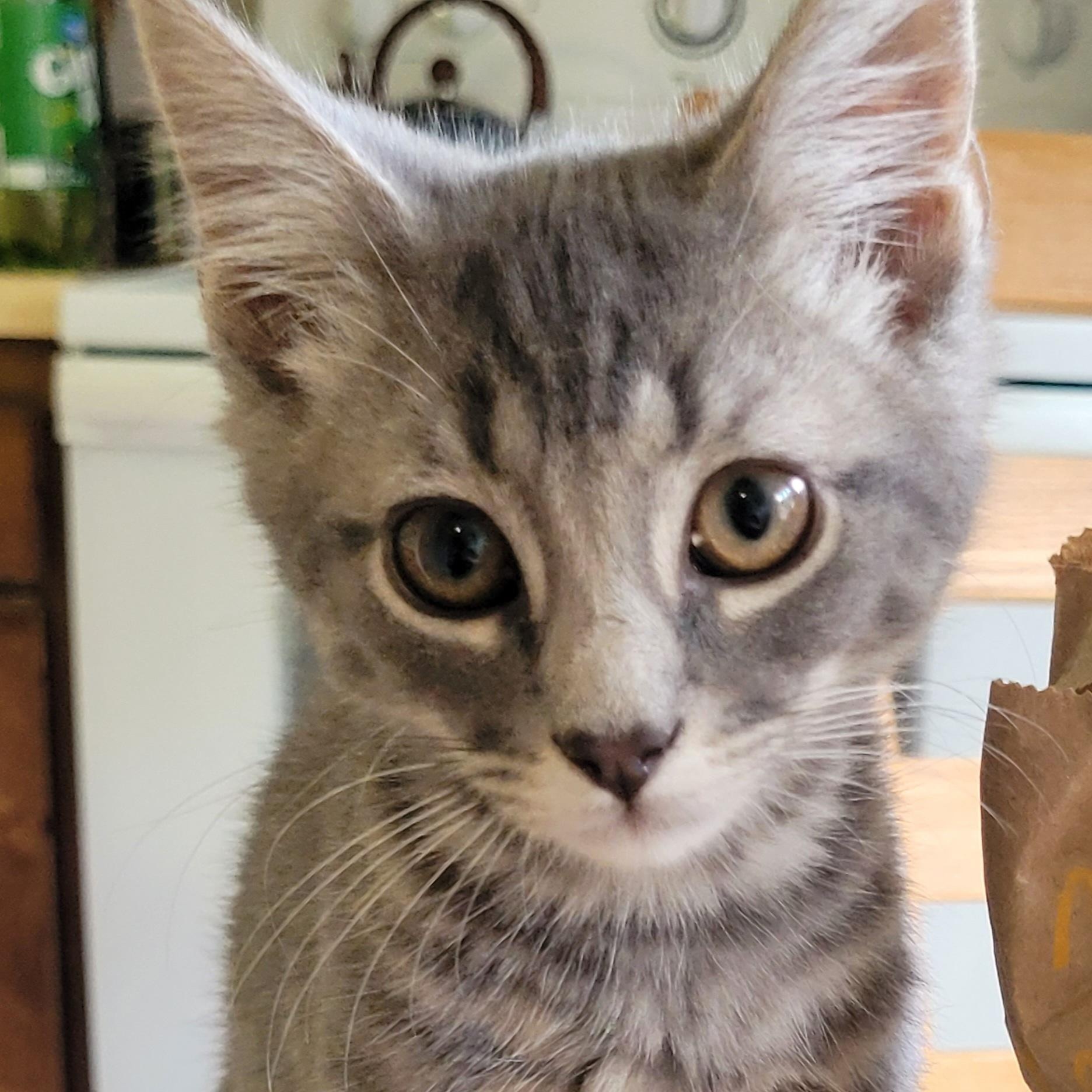Zeus, Adoptable, Kitten Male Domestic Short Hair.