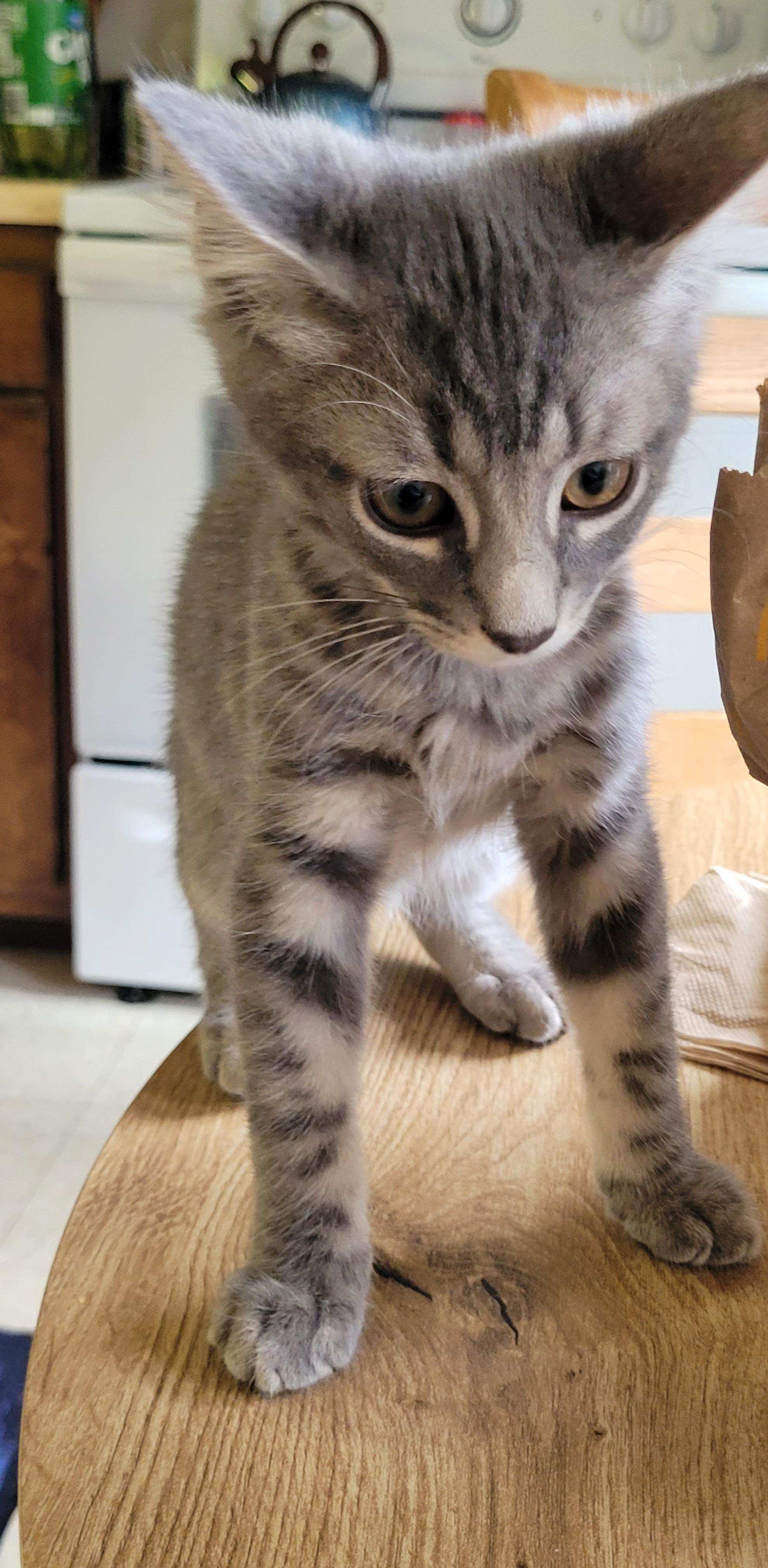 Enlarge Zeus, a Adoptable Domestic Short Hair in Morganton, NC image 2/3