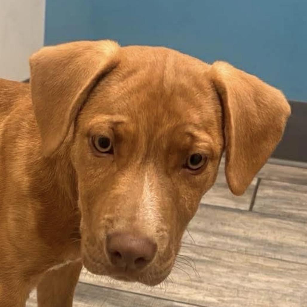 Enlarge Molly, a Adoptable mixed breed in Jacksonville, FL image 1/1