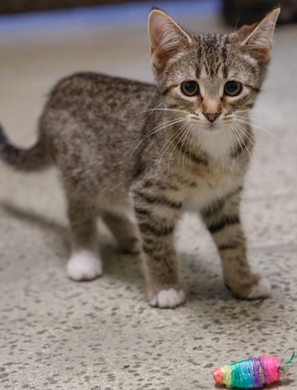 Fae, Adoptable, Kitten Female Domestic Short Hair & Domestic Short Hair.