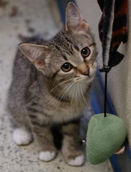 Enlarge Fae, a Adoptable mixed breed in Baraboo, WI image 2/3