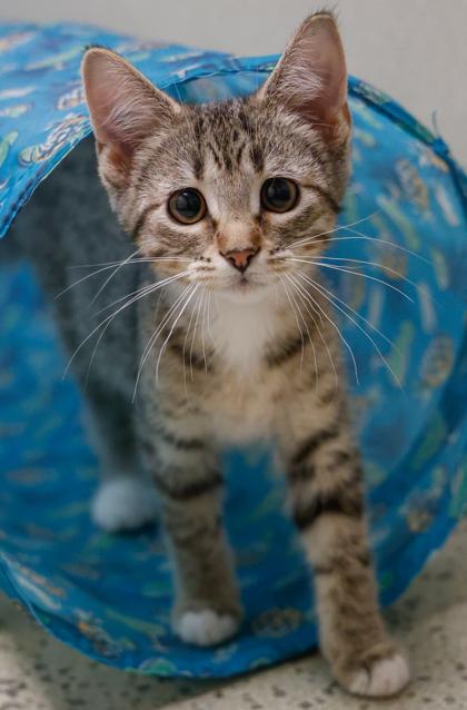Enlarge Fae, a Adoptable mixed breed in Baraboo, WI image 3/3
