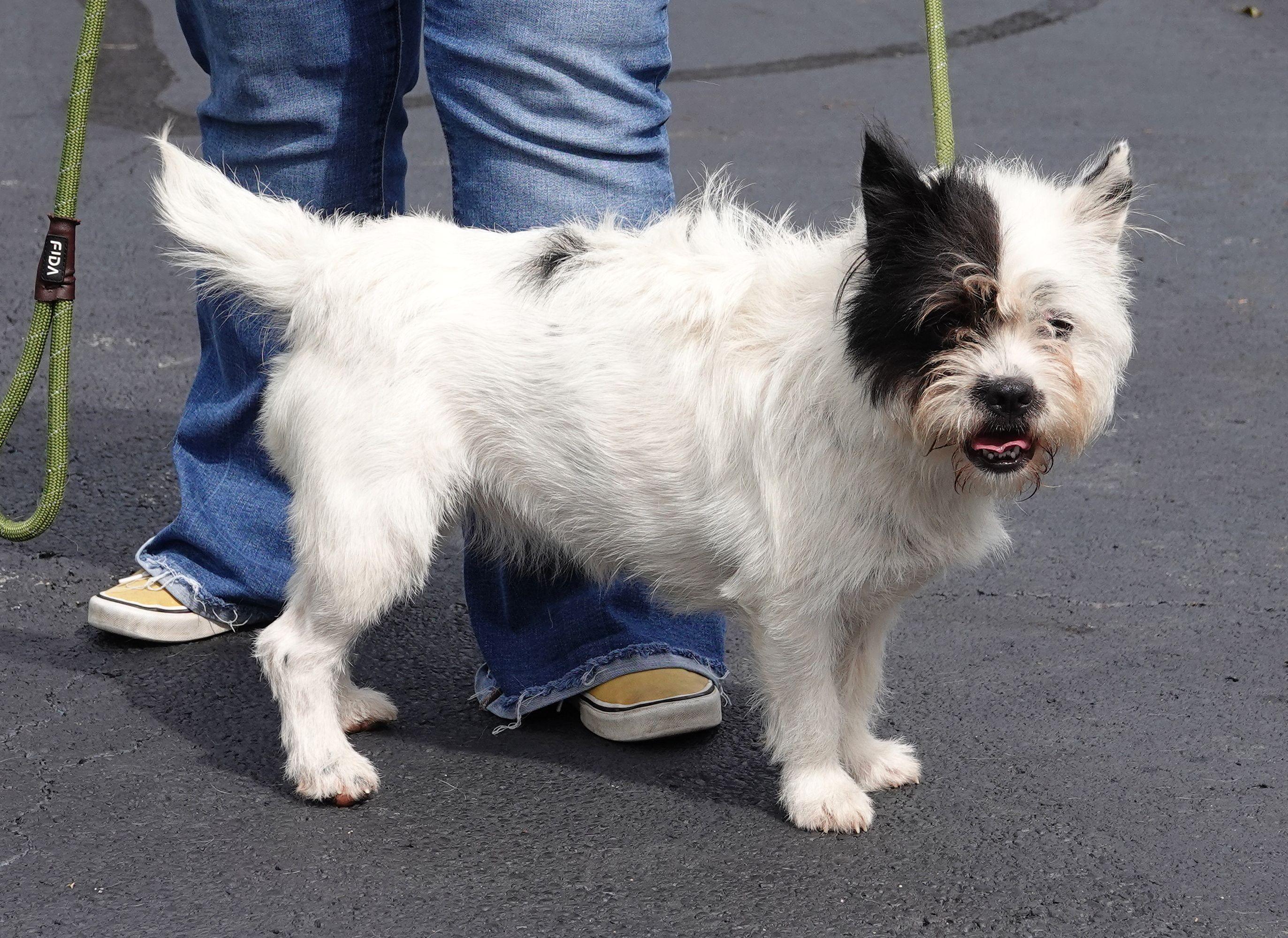 Enlarge Pandora, a Adoptable mixed breed in Millfield, OH image 2/5