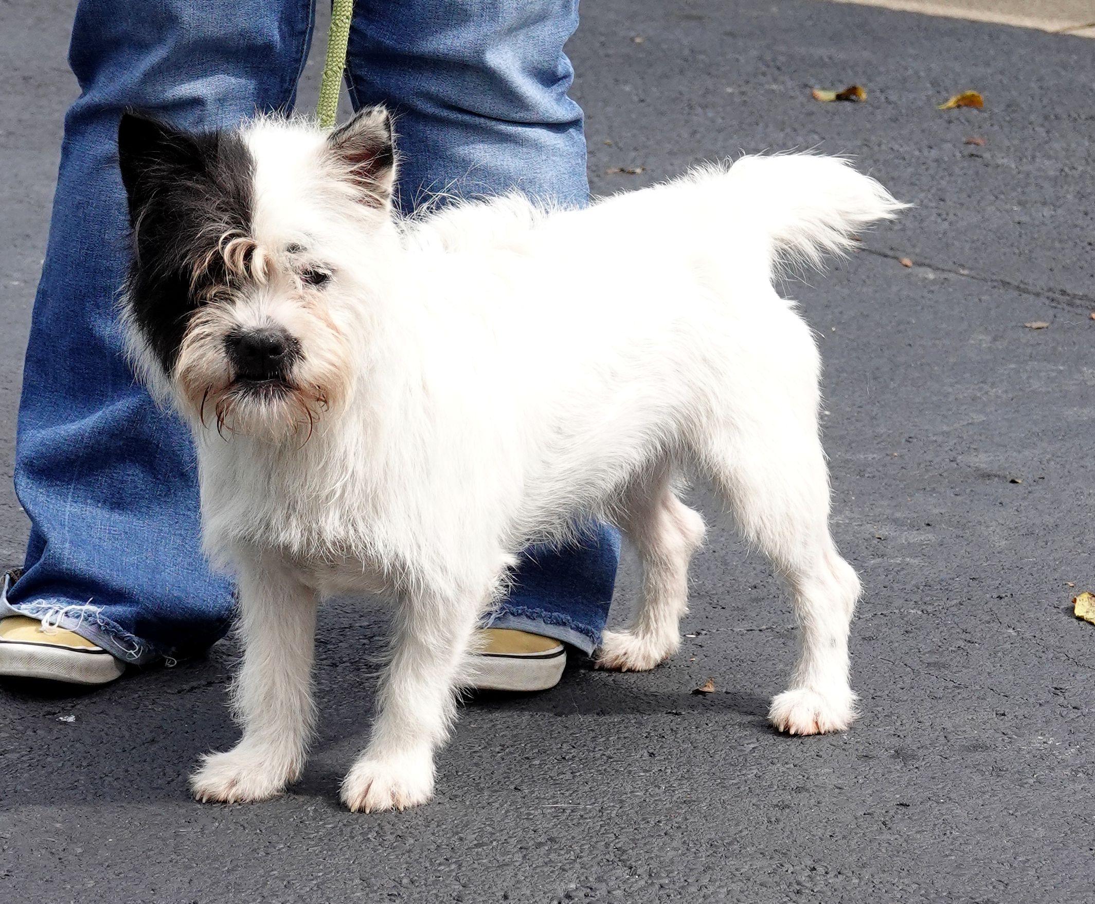 Enlarge Pandora, a Adoptable mixed breed in Millfield, OH image 3/5