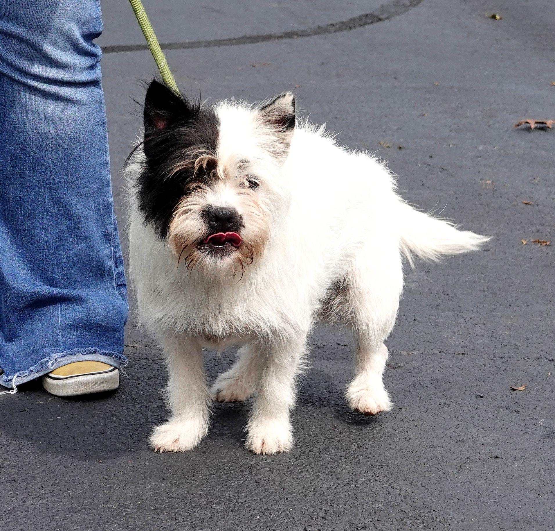 Enlarge Pandora, a Adoptable mixed breed in Millfield, OH image 5/5