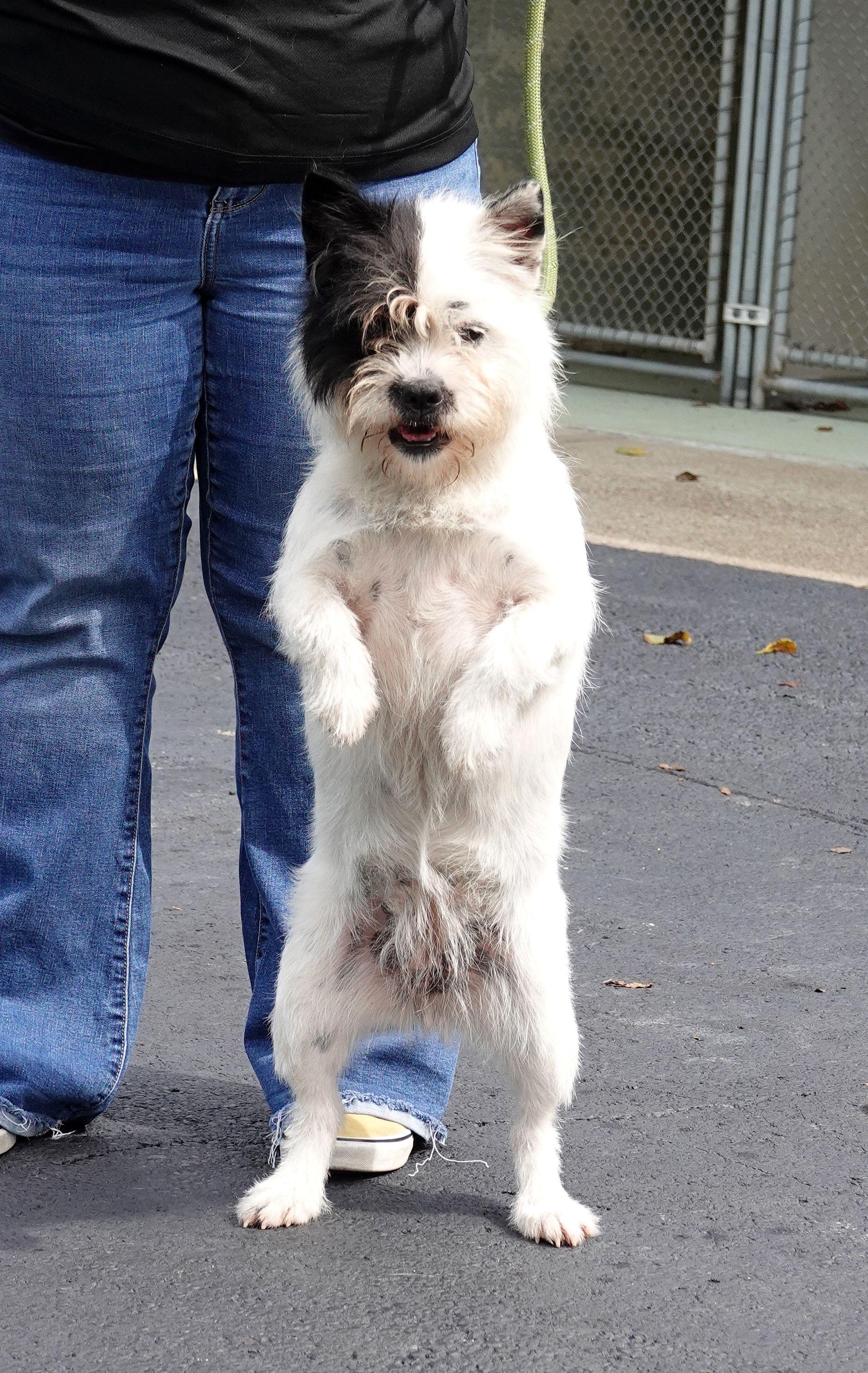 Enlarge Pandora, a Adoptable mixed breed in Millfield, OH image 4/5