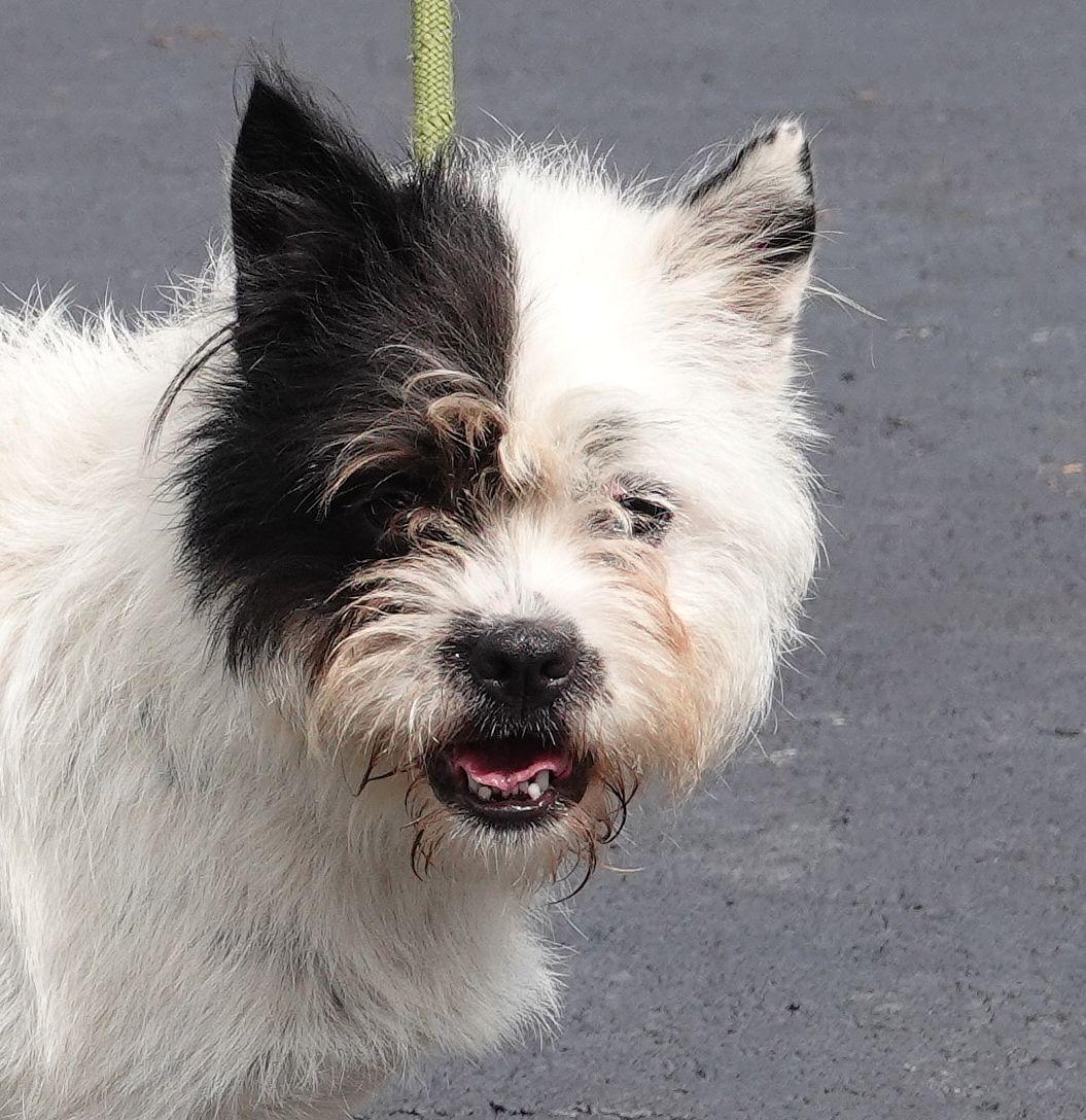 Pandora, Adoptable, Adult Female West Highland White Terrier / Westie.