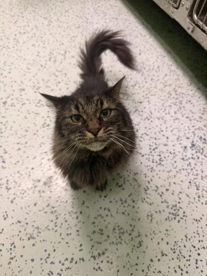 Griffina, Adoptable, Adult Female Domestic Long Hair.