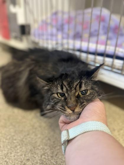 Griffina, a Adoptable mixed breed in Harbor Springs, MI image 2/2