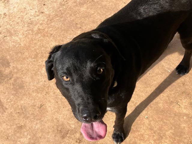 Enlarge Rex, a ADOPTABLE Black Labrador Retriever in Nocona, TX image 1/1