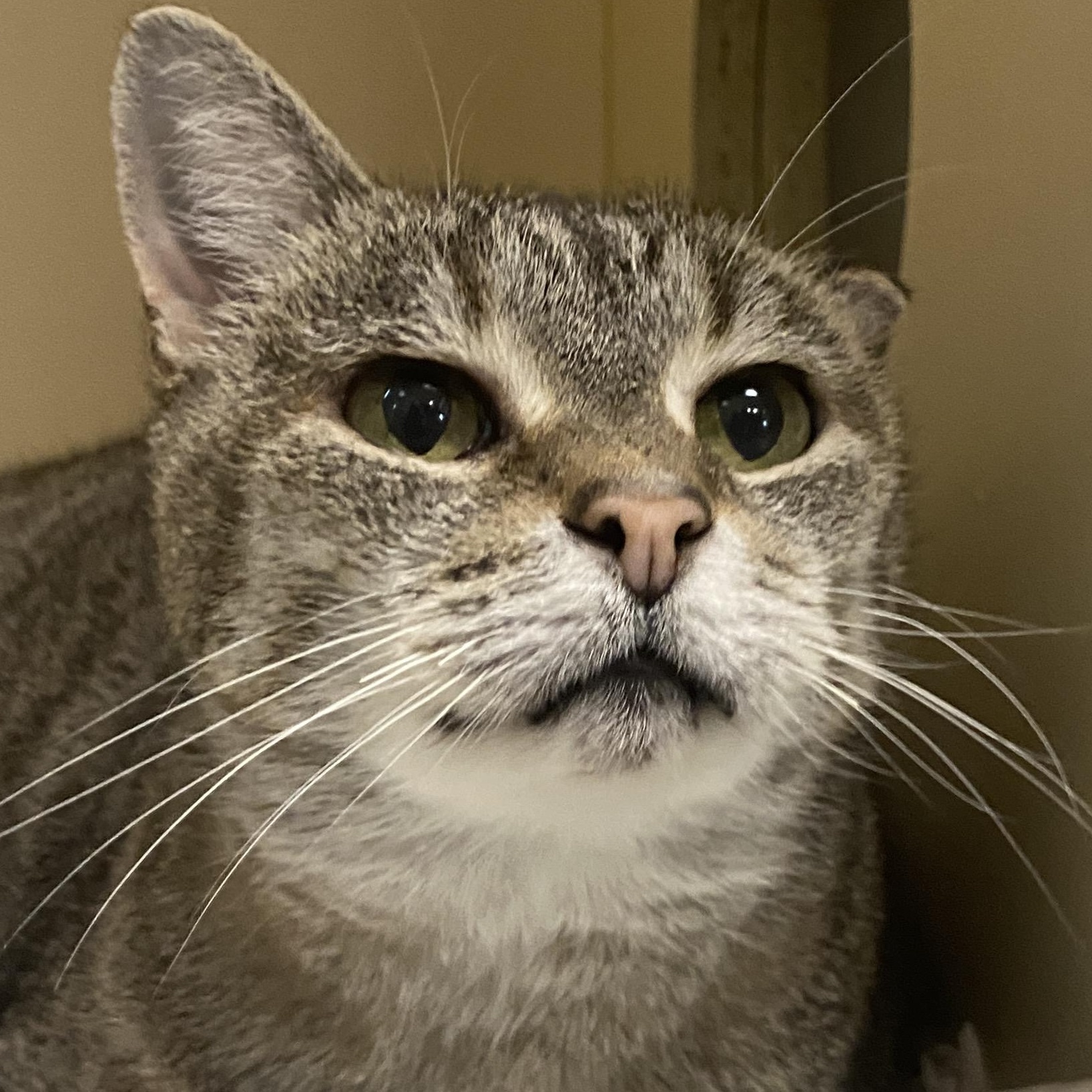 Enlarge Edith, a Adoptable mixed breed in Elyria, OH image 5/5