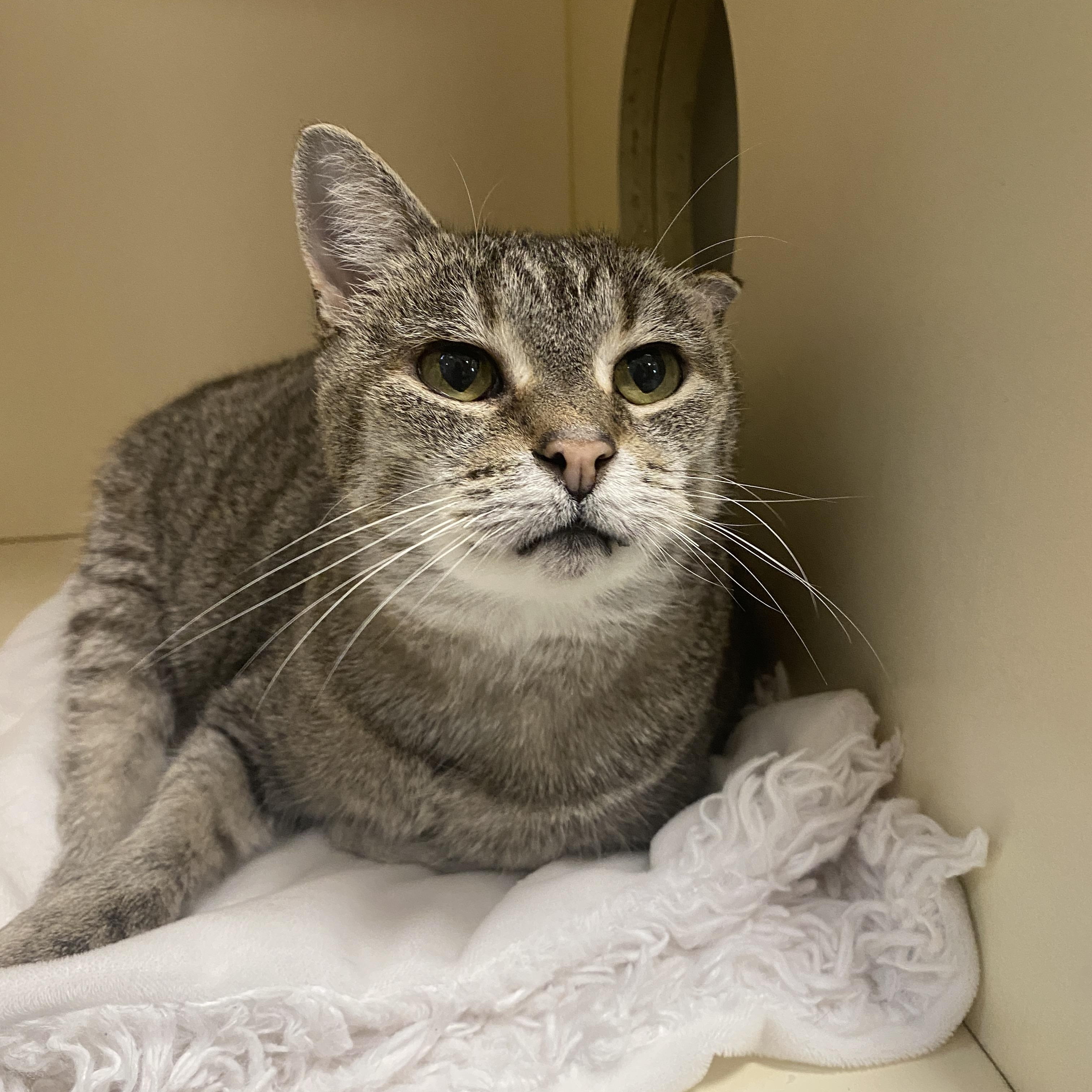 Edith, Adoptable, Senior Female Domestic Short Hair & Siamese.