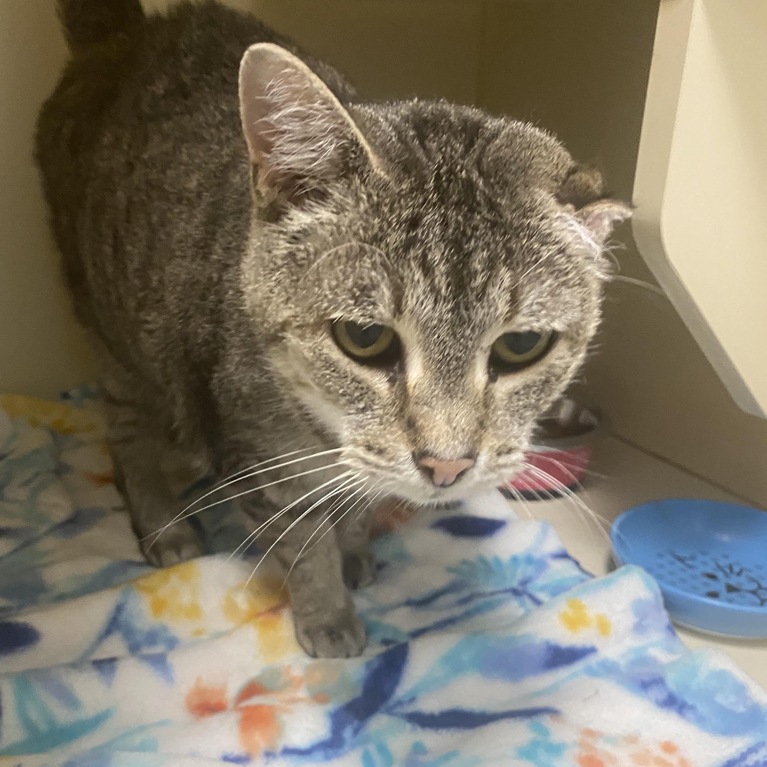 Enlarge Edith, a Adoptable mixed breed in Elyria, OH image 2/5