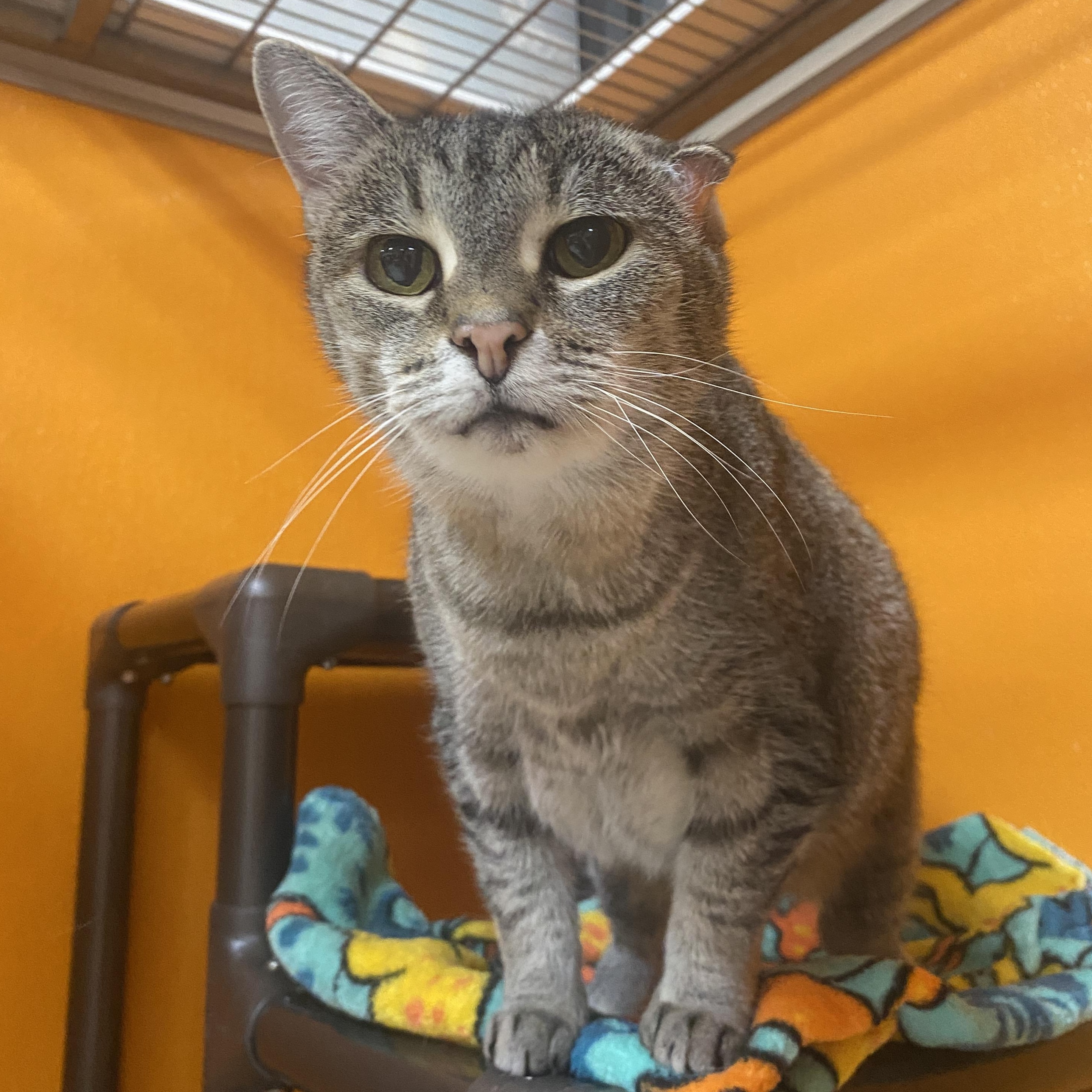 Edith, Adoptable, Senior Female Domestic Short Hair & Siamese.