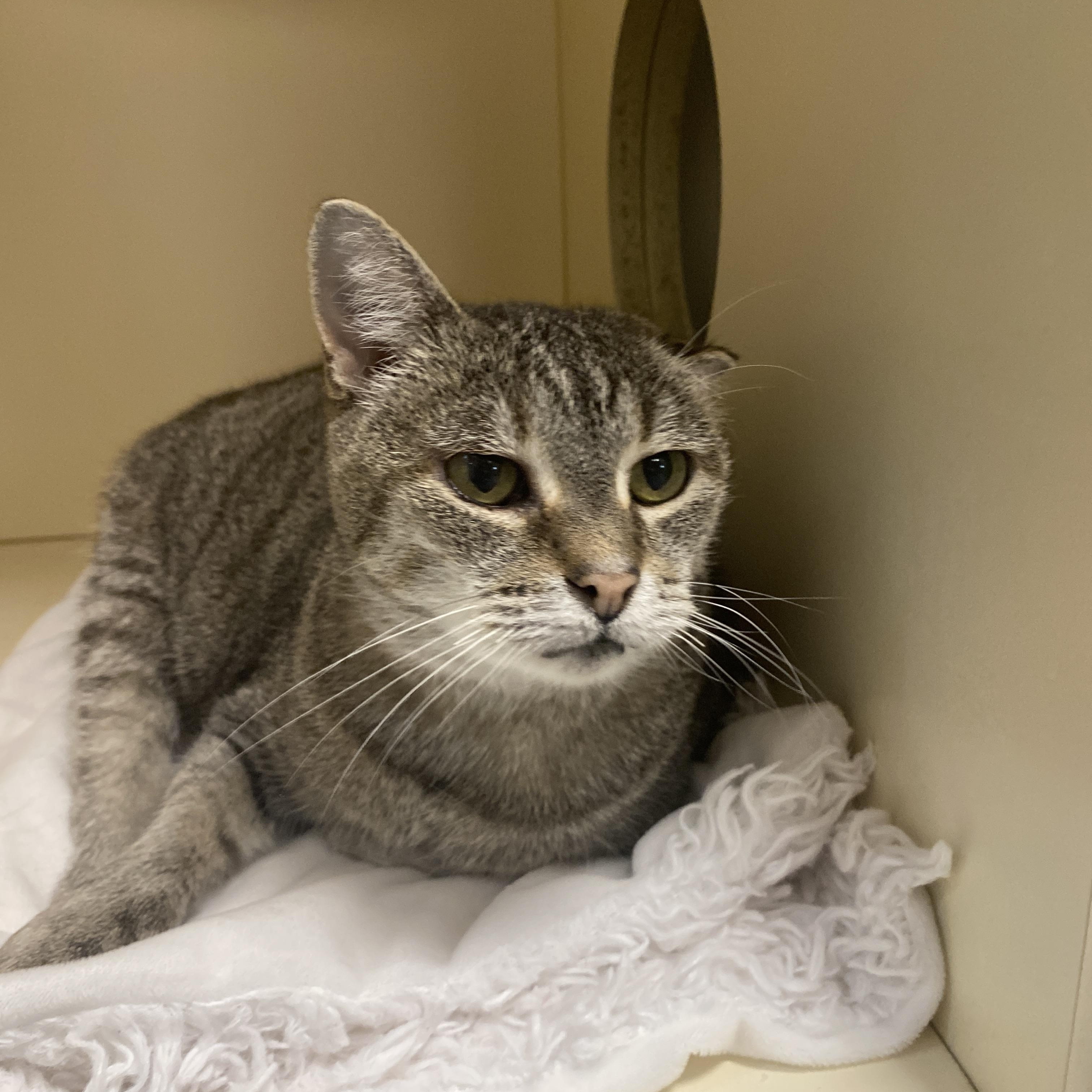 Enlarge Edith, a Adoptable mixed breed in Elyria, OH image 4/5