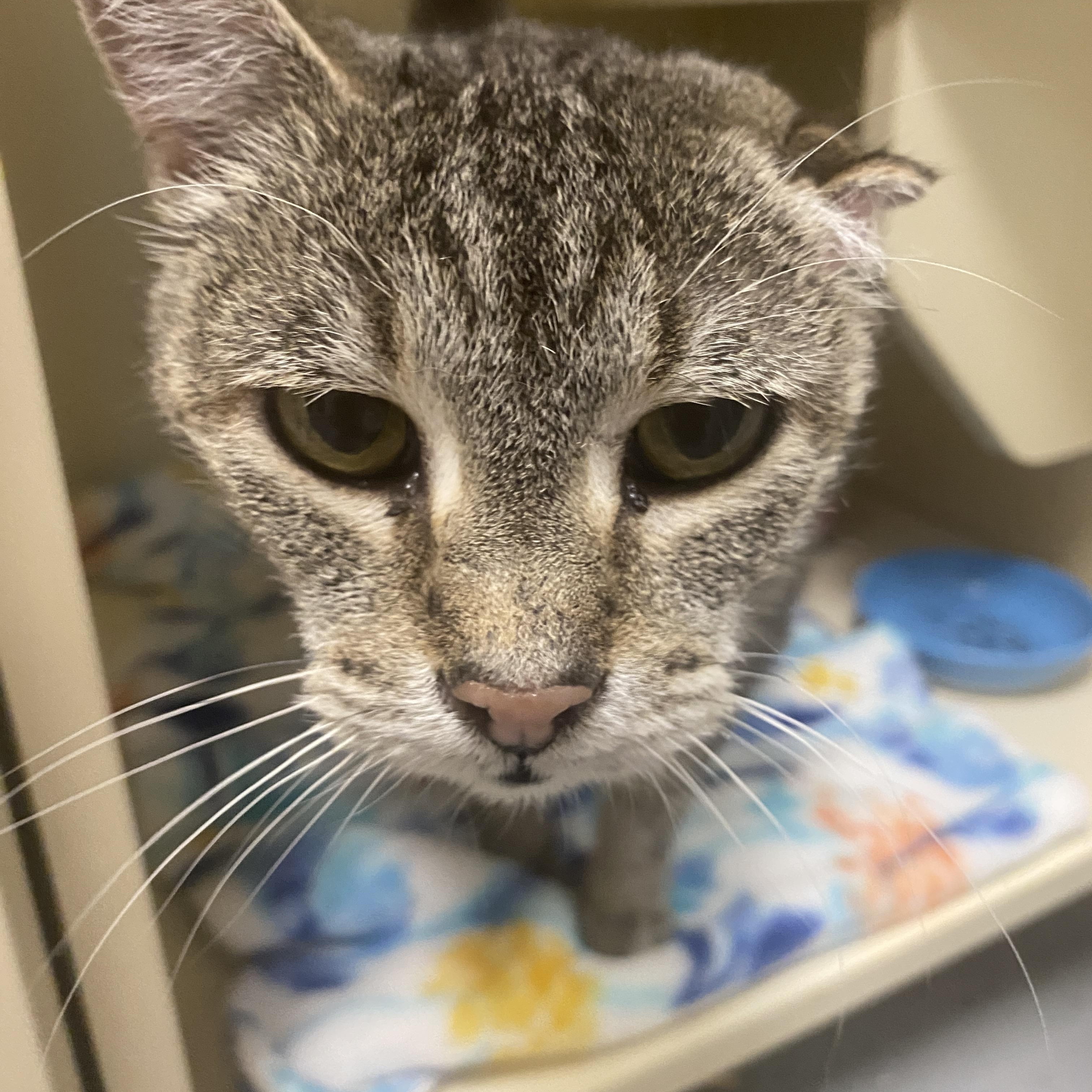 Enlarge Edith, a Adoptable mixed breed in Elyria, OH image 3/5