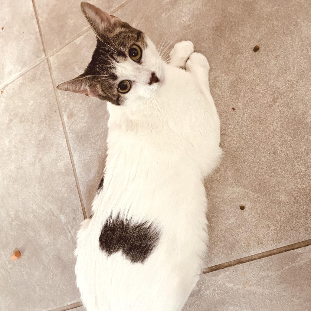 Enlarge Biscuit 4, a Adoptable Domestic Short Hair in Middle Village, NY image 1/6