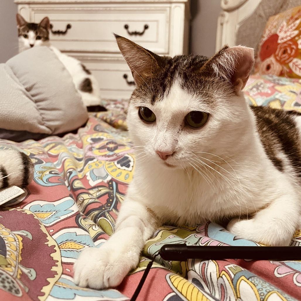 Enlarge Biscuit 4, a Adoptable Domestic Short Hair in Middle Village, NY image 2/6
