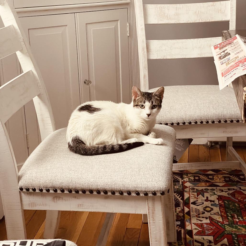 Enlarge Biscuit 4, a Adoptable Domestic Short Hair in Middle Village, NY image 3/6